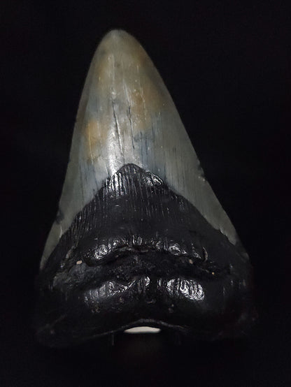 Authentic, 4.95" Fossil Megalodon Tooth - South Carolina