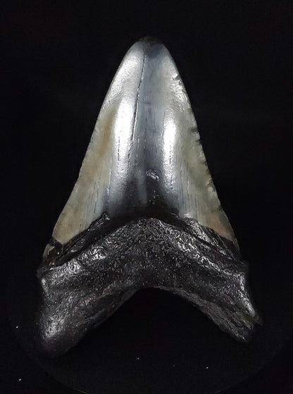 Authentic, 4.95" Fossil Megalodon Tooth - South Carolina