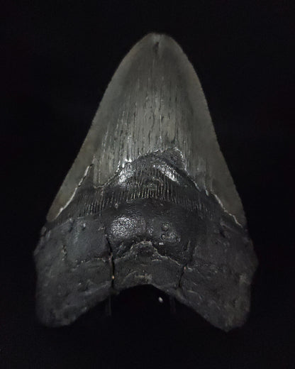 Authentic, 4.78" Fossil Megalodon Tooth - South Carolina