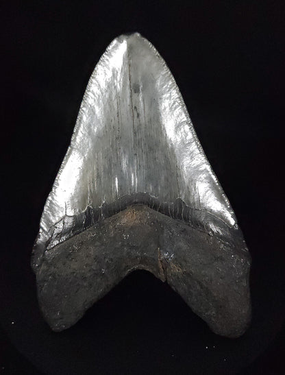 Authentic, 4.78" Fossil Megalodon Tooth - South Carolina