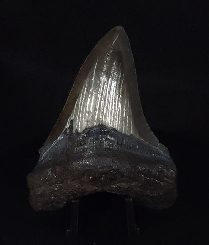 Authentic, 3.13" Fossil Megalodon Tooth - South Carolina