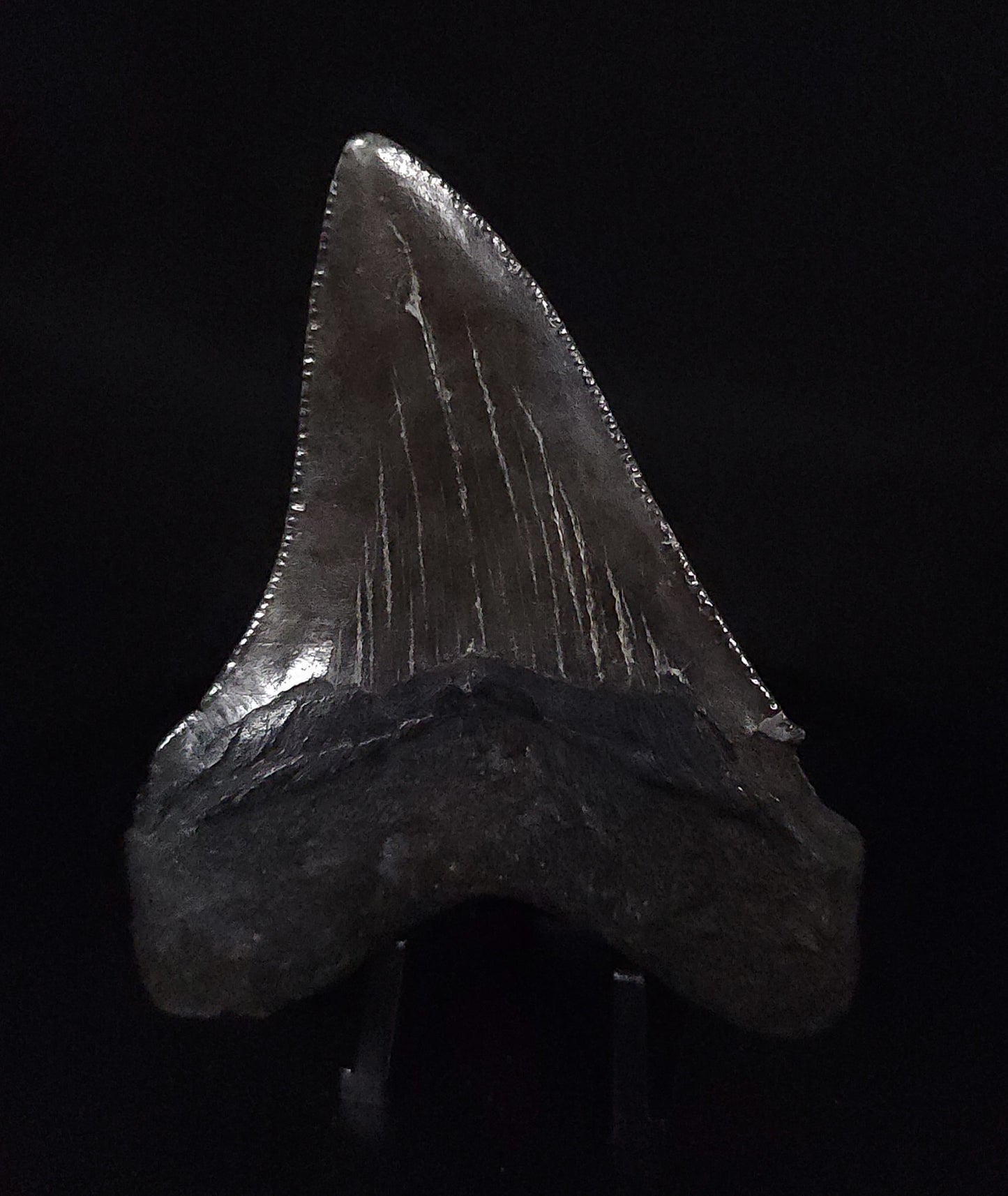 Authentic, 3.13" Fossil Megalodon Tooth - South Carolina