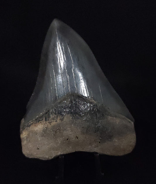 Authentic, 3.60" Fossil Megalodon Tooth - South Carolina