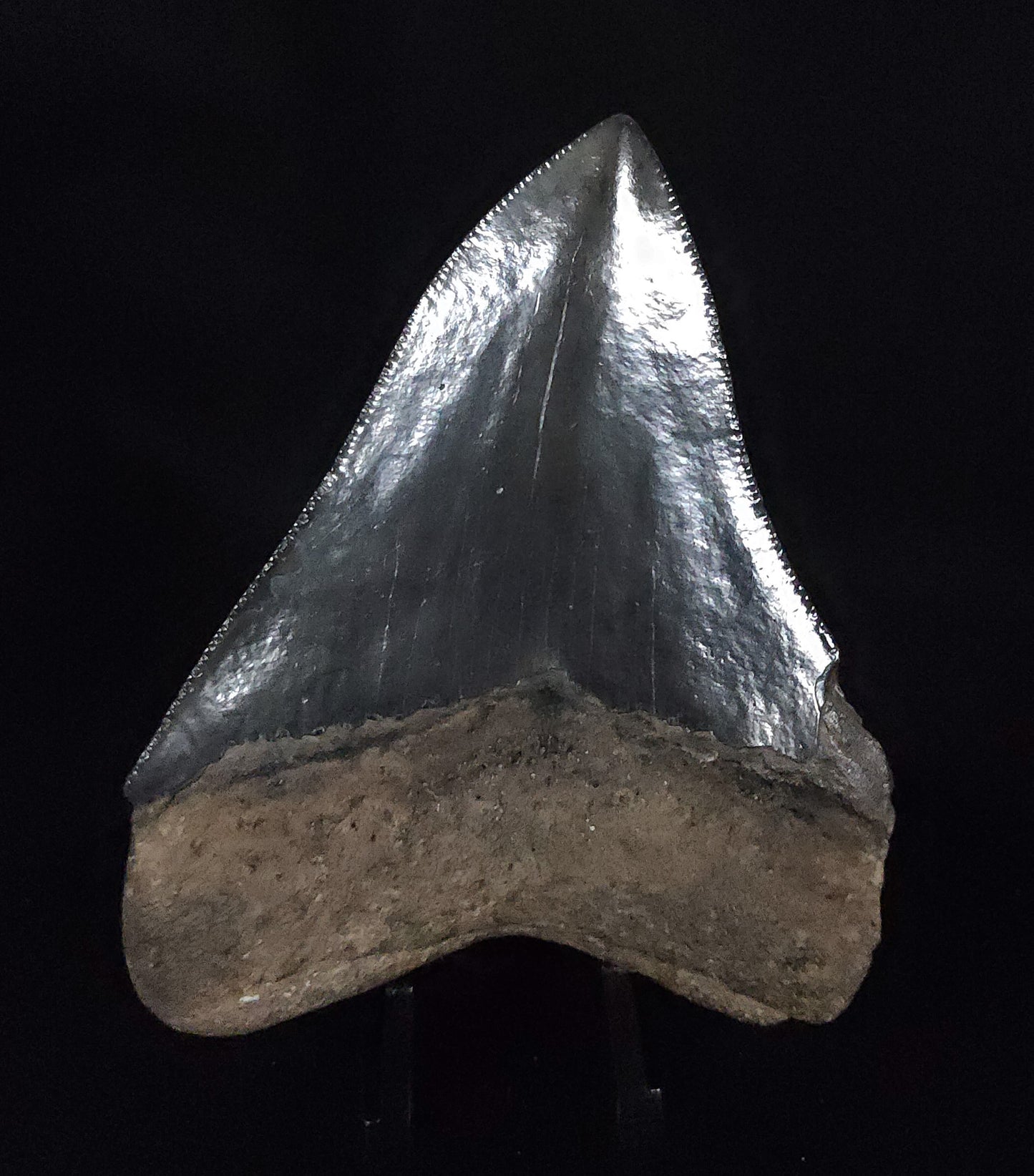 Authentic, 3.60" Fossil Megalodon Tooth - South Carolina