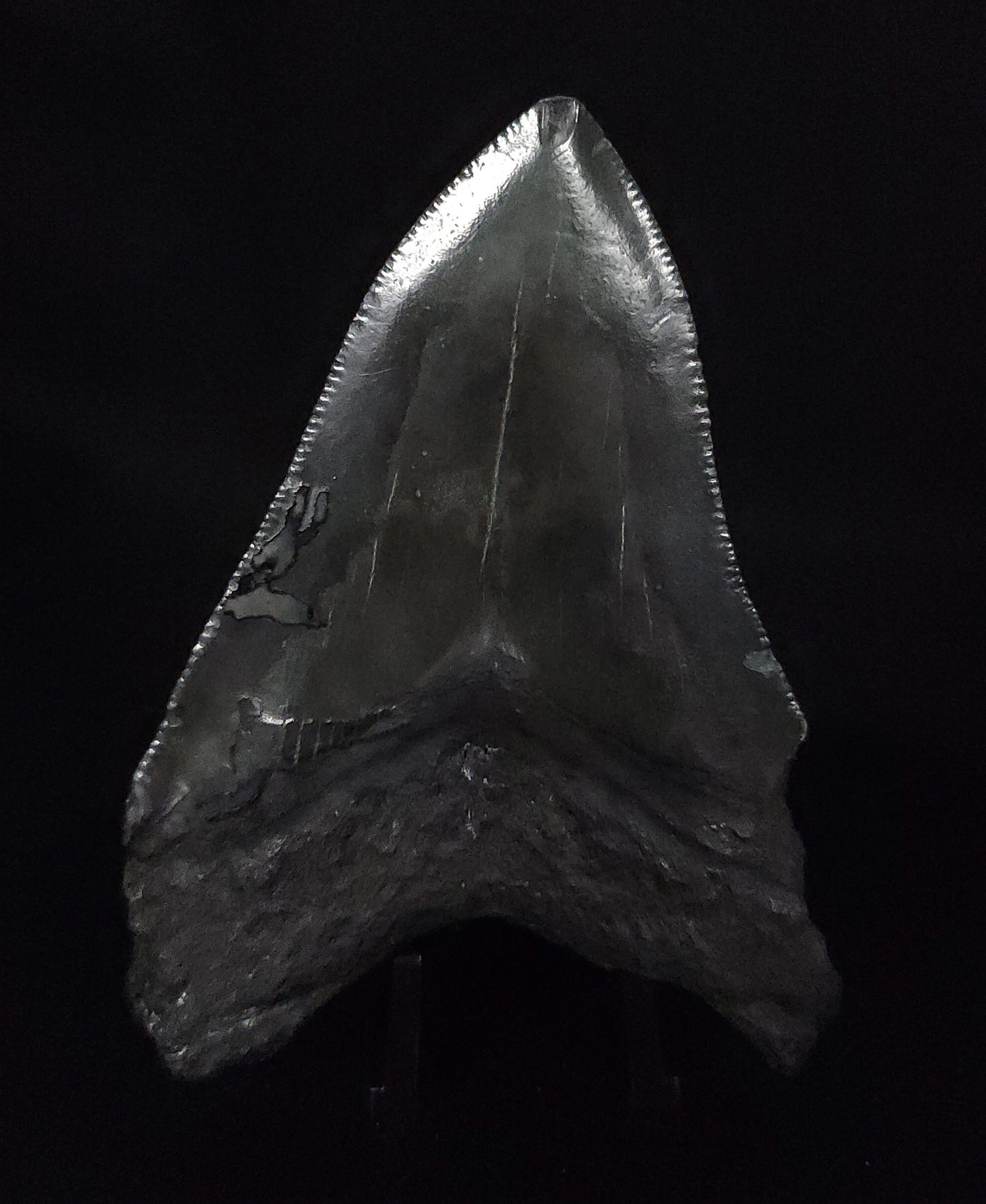 Authentic, 3.50" Fossil Megalodon Tooth - South Carolina