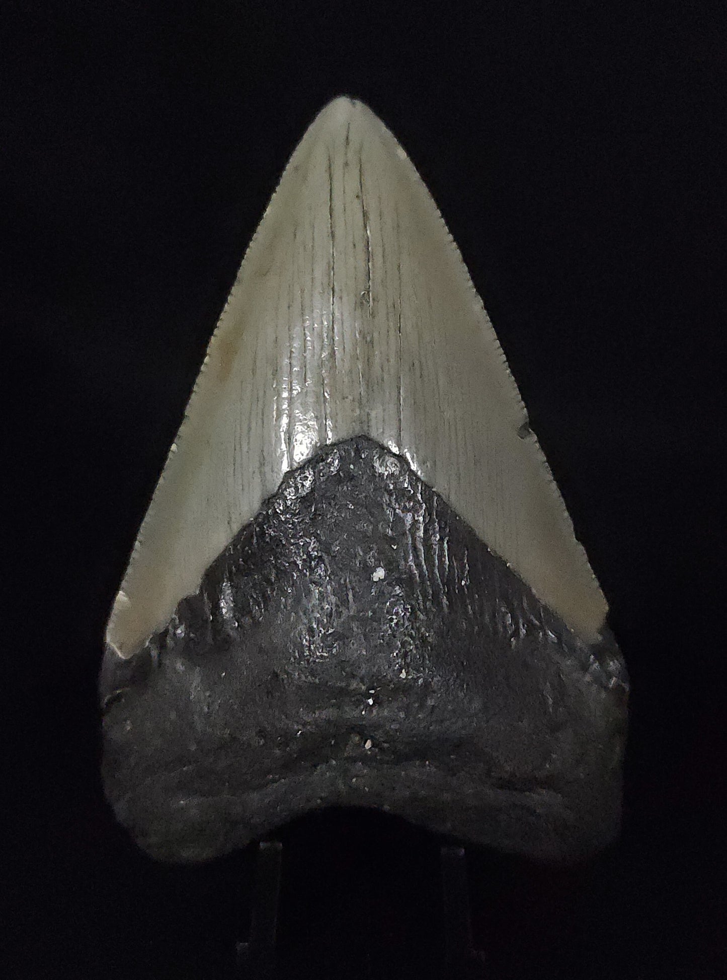 Authentic, 3.58" Fossil Megalodon Tooth - South Carolina