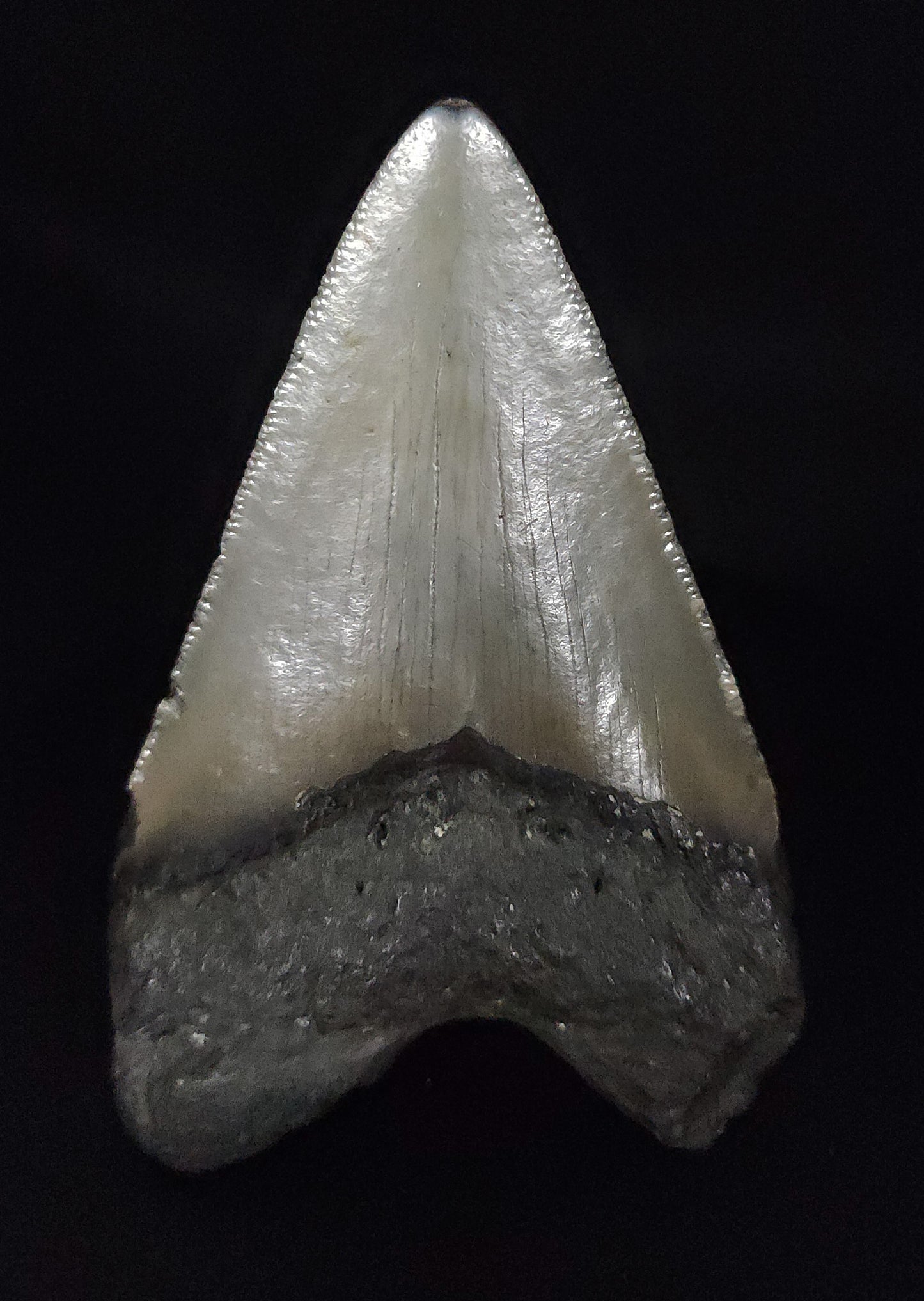 Authentic, 3.58" Fossil Megalodon Tooth - South Carolina