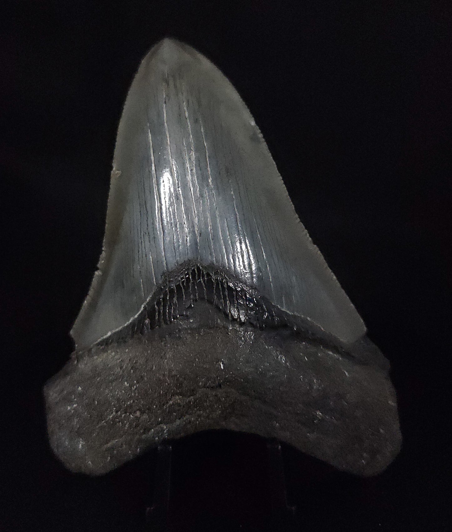 Authentic, 3.81" Fossil Megalodon Tooth - South Carolina