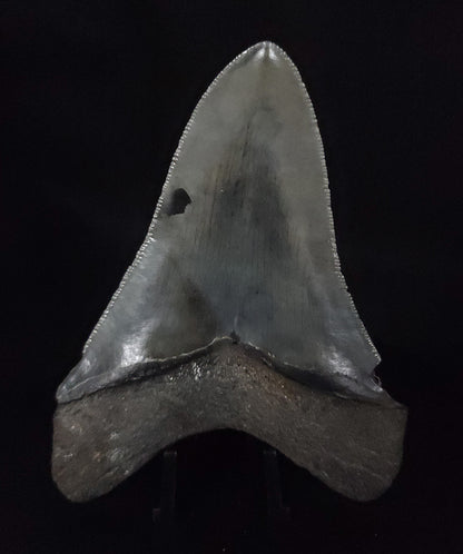 Authentic, 3.81" Fossil Megalodon Tooth - South Carolina