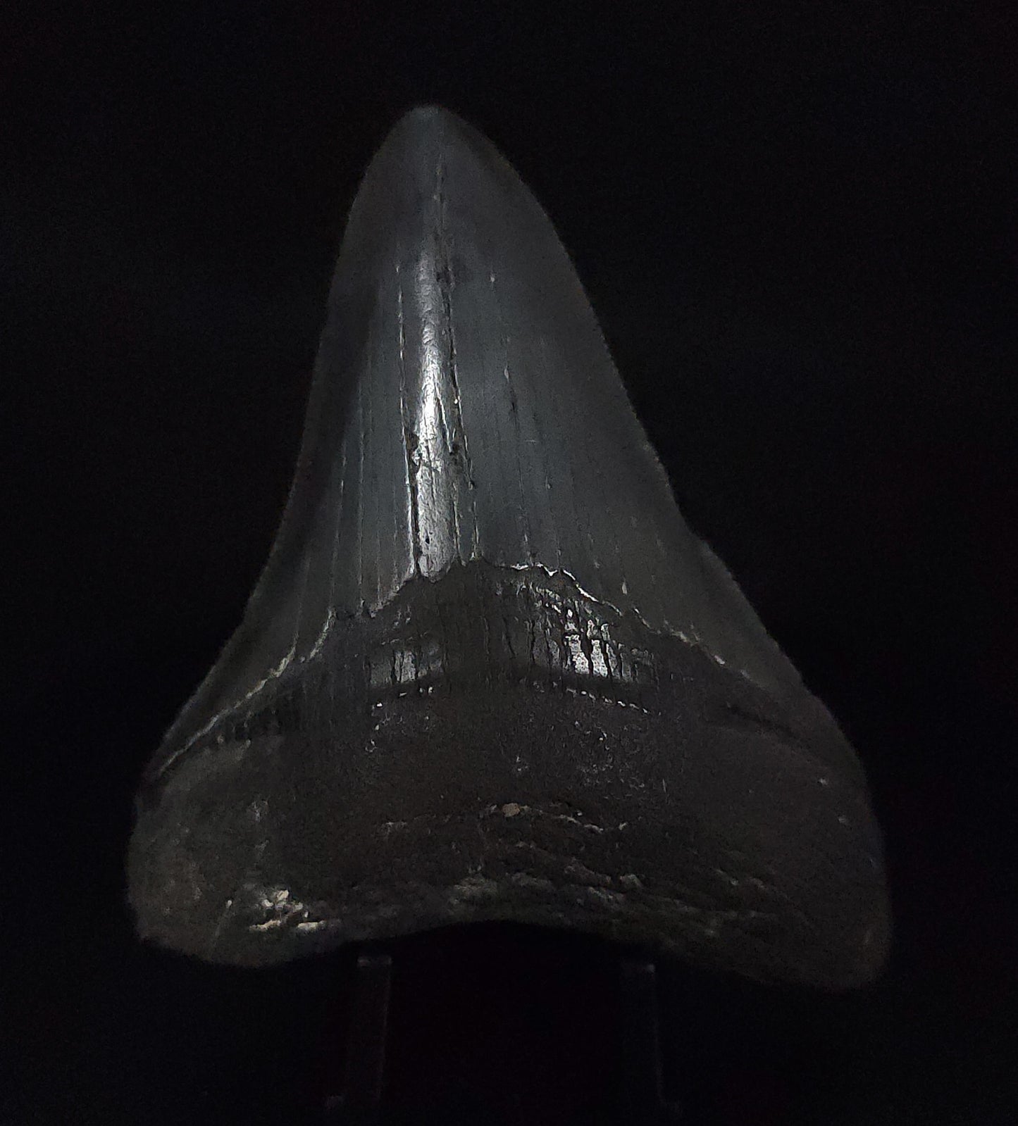 Authentic, 3.05" Fossil Megalodon Tooth - South Carolina