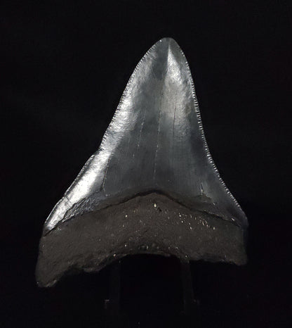 Authentic, 3.05" Fossil Megalodon Tooth - South Carolina