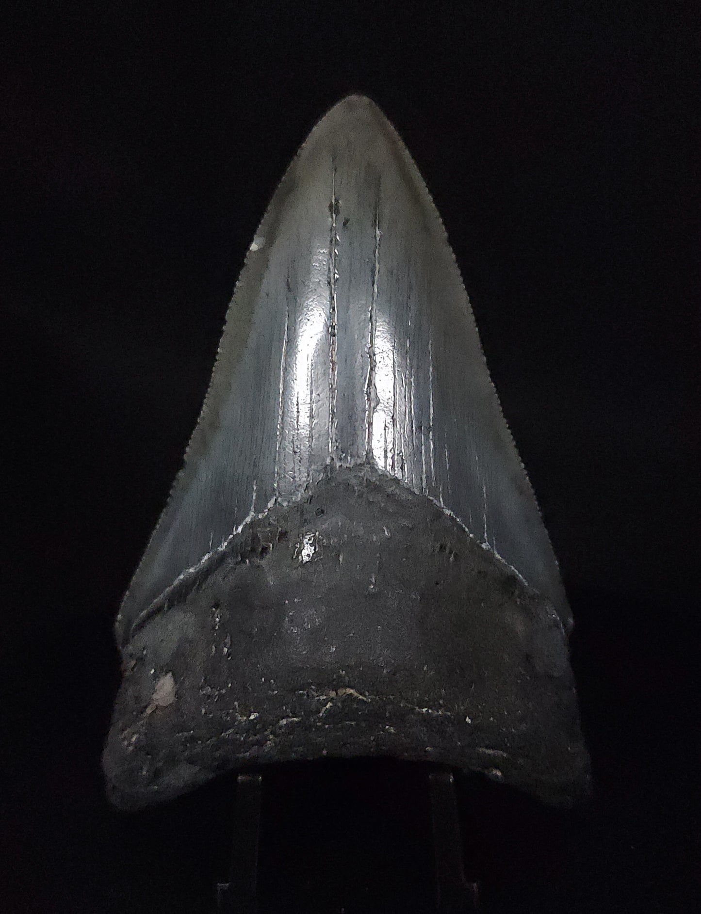 Authentic, 3.38" Fossil Megalodon Tooth - South Carolina