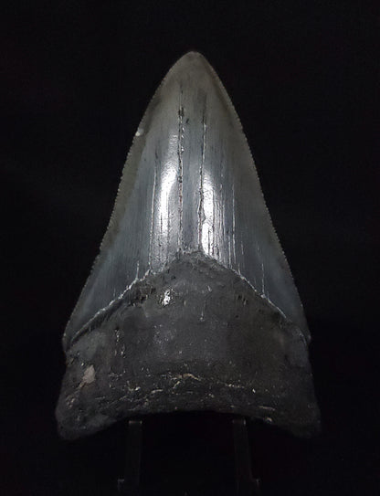 Authentic, 3.38" Fossil Megalodon Tooth - South Carolina