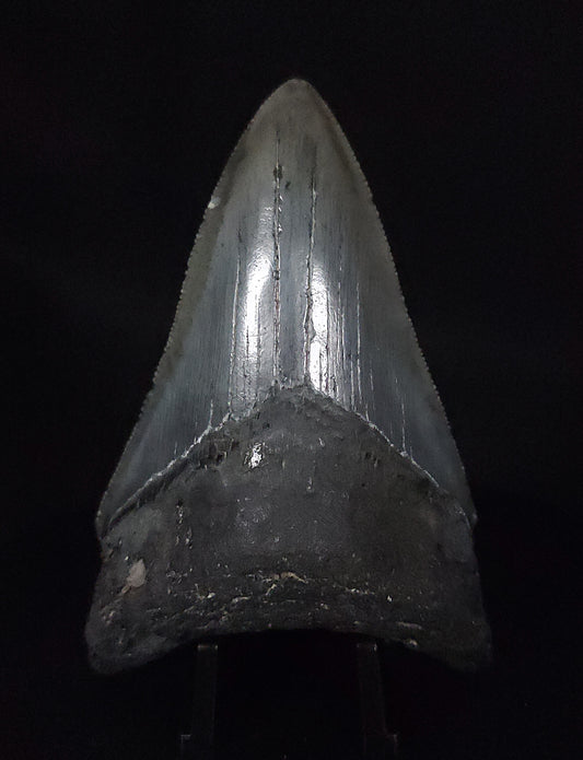 Authentic, 3.38" Fossil Megalodon Tooth - South Carolina