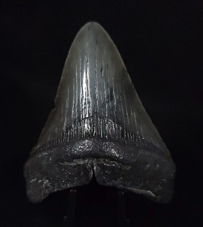 Authentic, 3.40" Fossil Megalodon Tooth - South Carolina