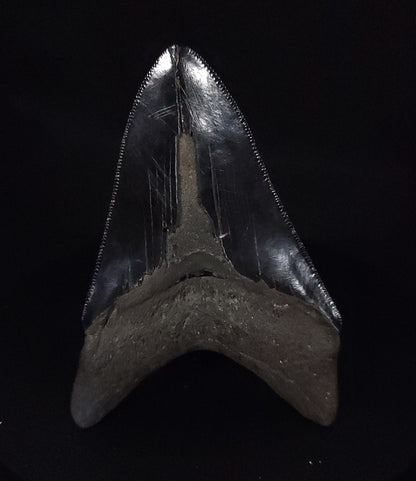 Authentic, 3.76" Fossil Megalodon Tooth - South Carolina