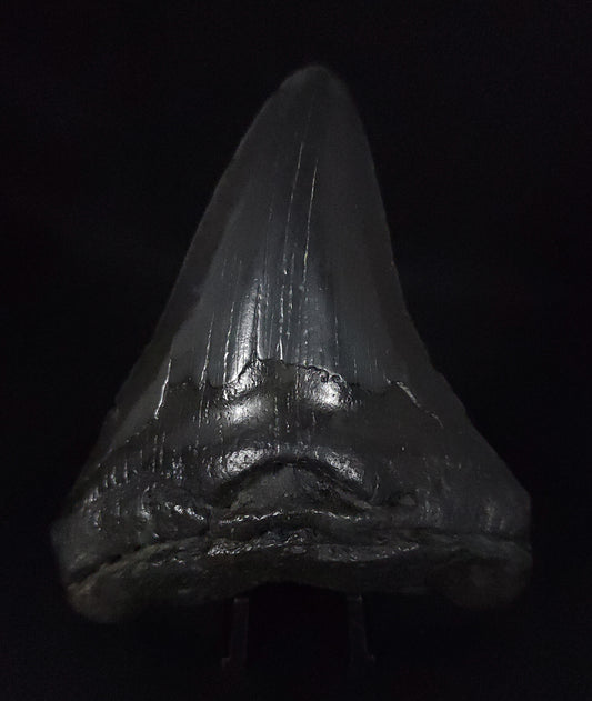 Authentic, 4.34" Fossil Megalodon Tooth - South Carolina