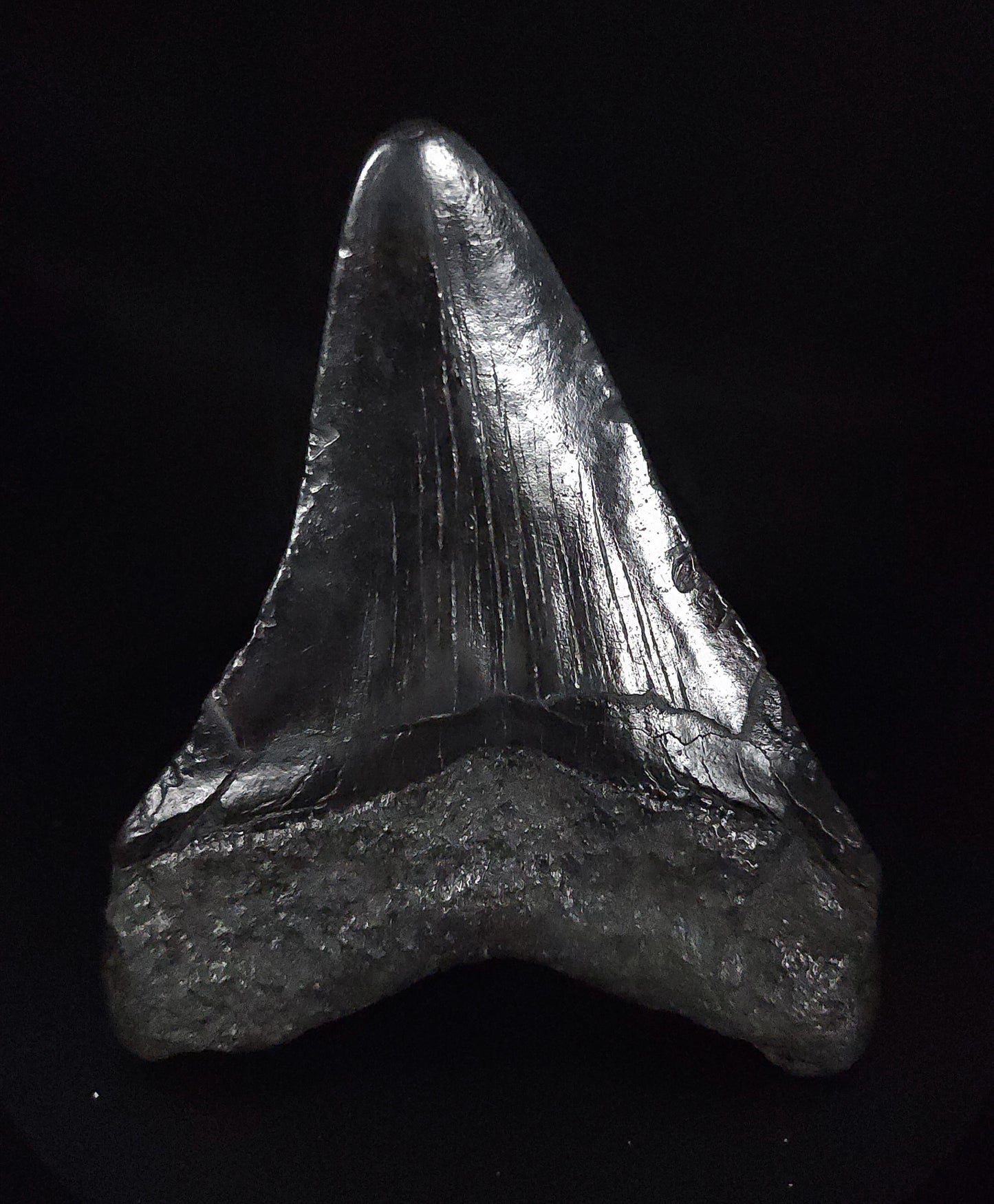 Authentic, 4.34" Fossil Megalodon Tooth - South Carolina