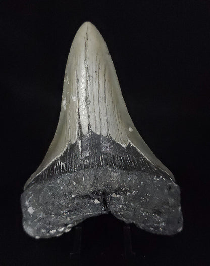 Authentic, 4.00" Fossil Megalodon Tooth - Meg Ledge