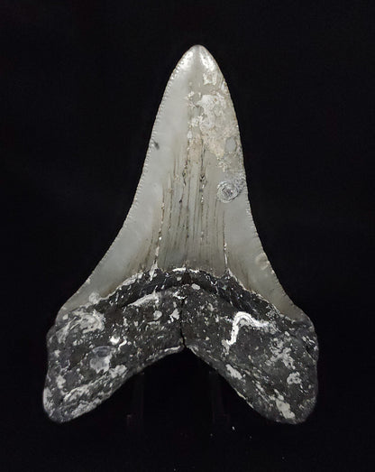 Authentic, 4.00" Fossil Megalodon Tooth - Meg Ledge