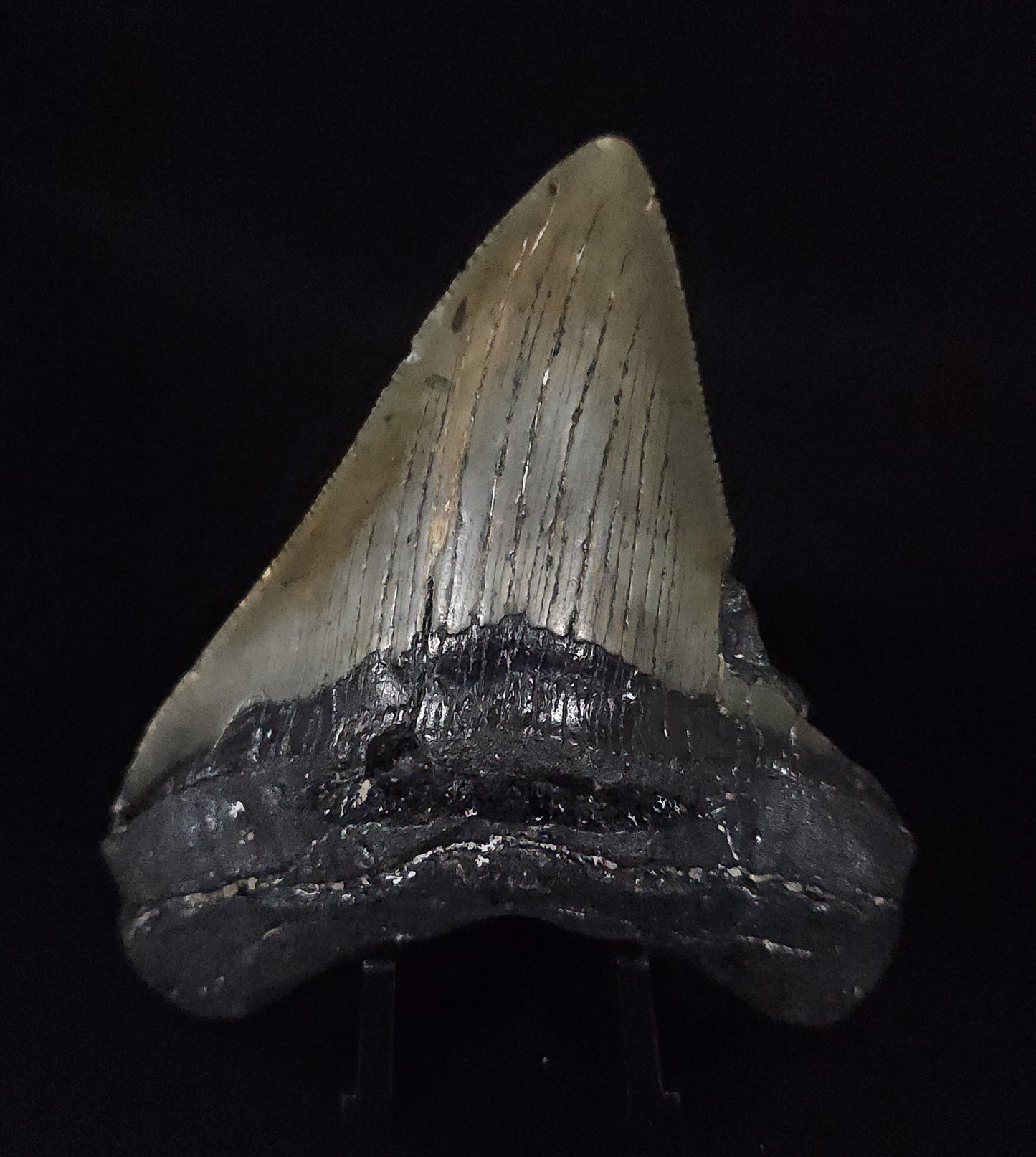 Authentic, 3.26" Fossil Megalodon Tooth - Meg Ledge