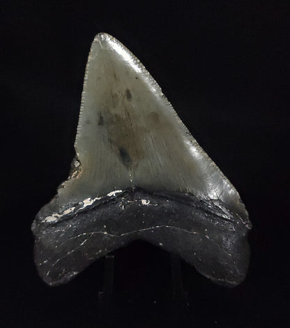 Authentic, 3.26" Fossil Megalodon Tooth - Meg Ledge