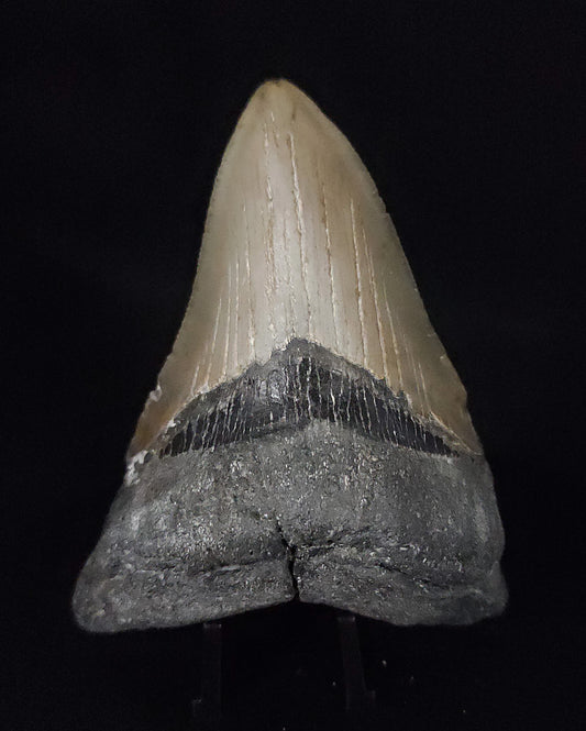 Authentic, 3.65" Fossil Megalodon Tooth - Meg Ledge