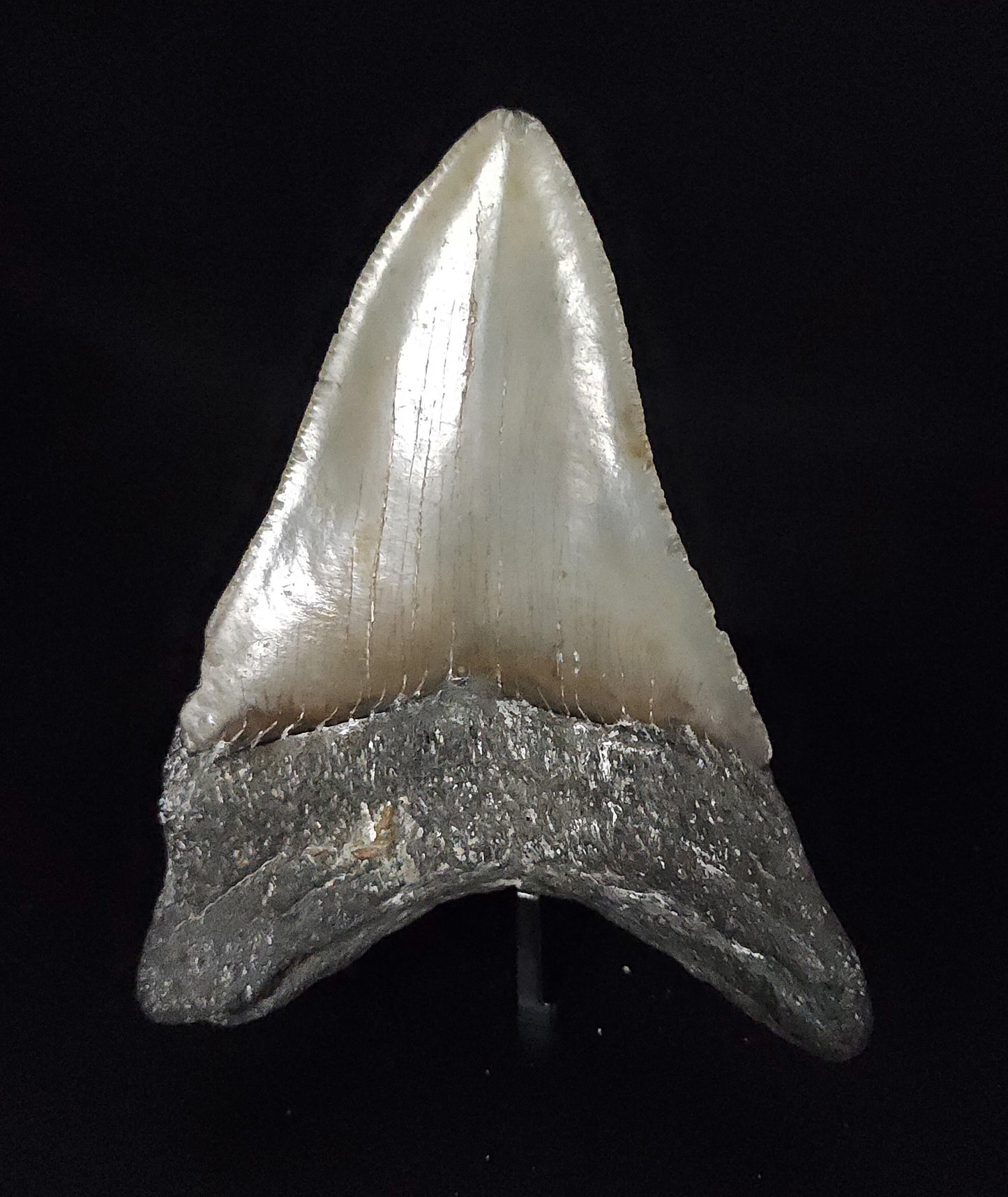 Authentic, 3.65" Fossil Megalodon Tooth - Meg Ledge