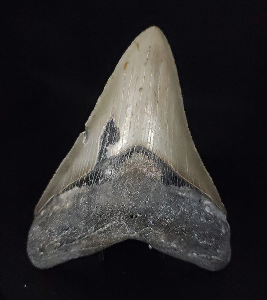 Authentic, 4.33" Fossil Megalodon Tooth - Meg Ledge