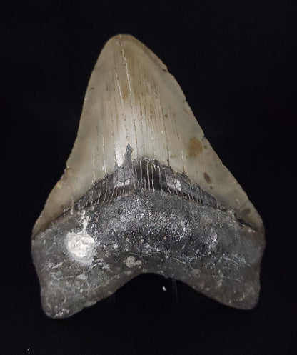 Authentic, 4.81" Fossil Megalodon Tooth - Meg Ledge