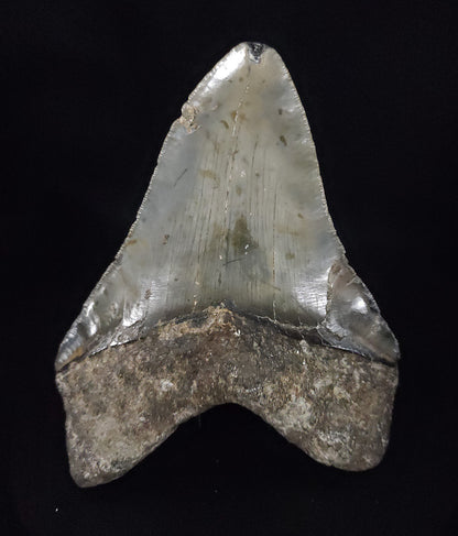 Authentic, 4.81" Fossil Megalodon Tooth - Meg Ledge