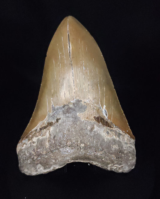 Authentic, 5.62" Fossil Megalodon Tooth - Meg Ledge