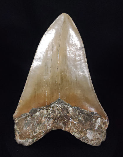 Authentic, 5.62" Fossil Megalodon Tooth - Meg Ledge