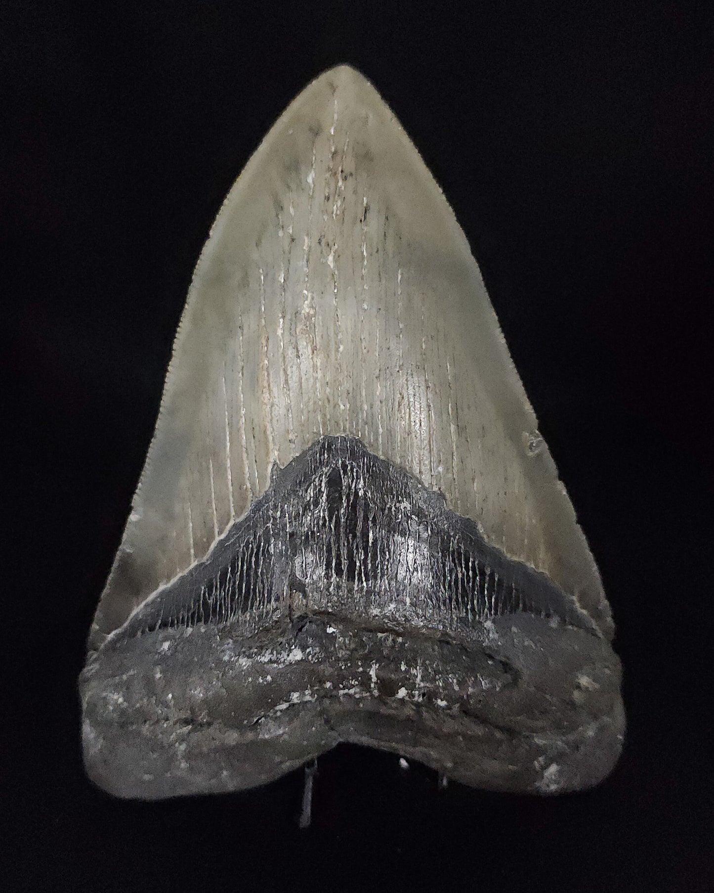 Authentic, 5.16" Fossil Megalodon Tooth - Meg Ledge