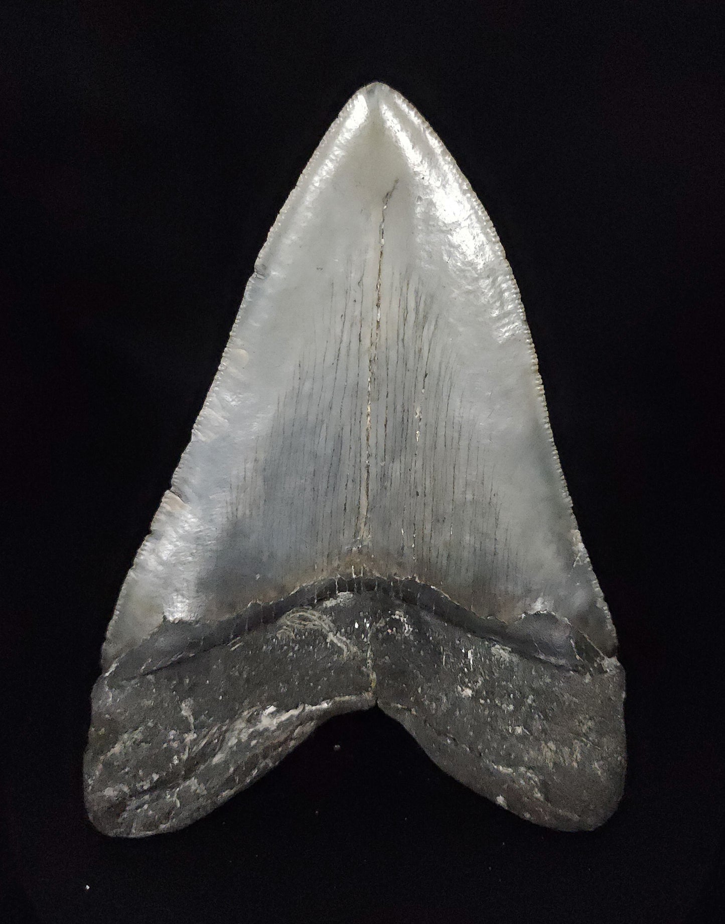 Authentic, 5.16" Fossil Megalodon Tooth - Meg Ledge