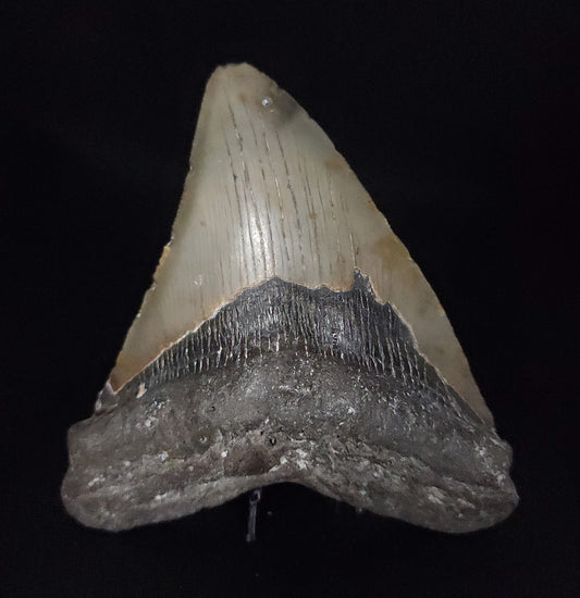 Authentic, 4.60" Fossil Megalodon Tooth - Meg Ledge