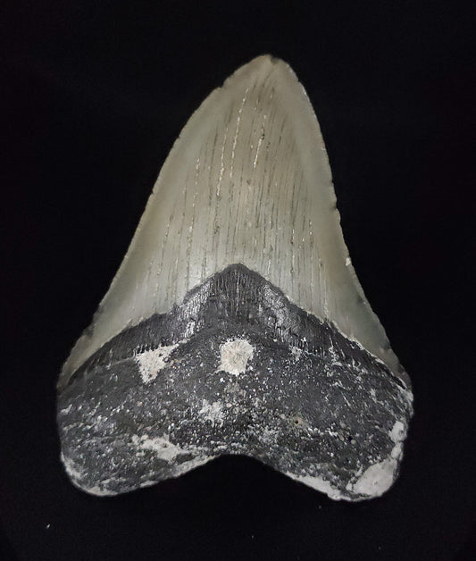 Authentic, 4.40" Fossil Megalodon Tooth - Meg Ledge