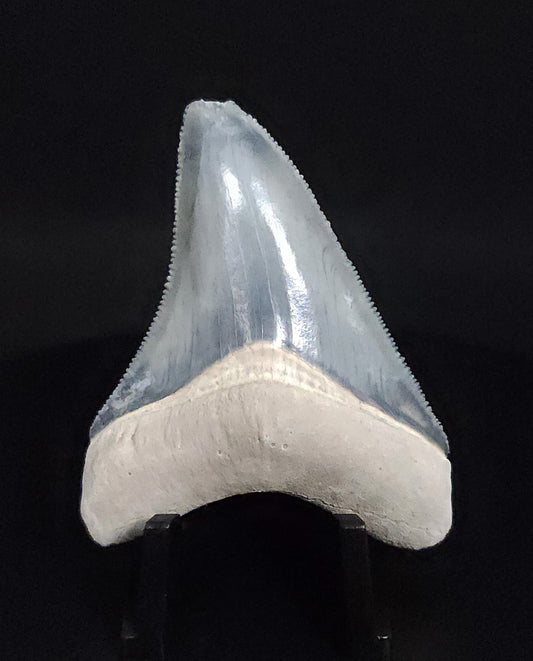 Authentic, 2.17" Fossil Megalodon Tooth - Bone Valley, Florida