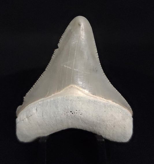 Authentic, 2.09" Fossil Megalodon Tooth - Bone Valley, Florida