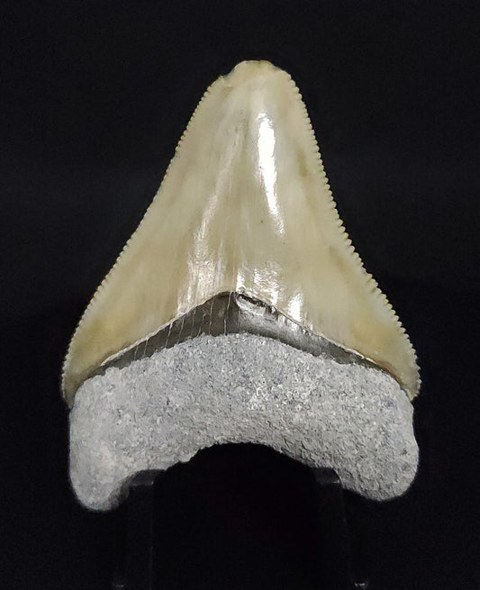 Authentic, 2.17" Fossil Megalodon Tooth - Bone Valley, Florida