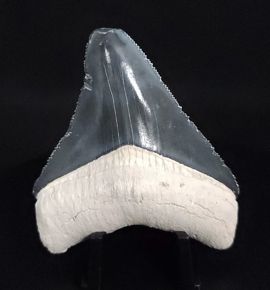 Authentic, 2.45" Fossil Megalodon Tooth - Bone Valley, Florida