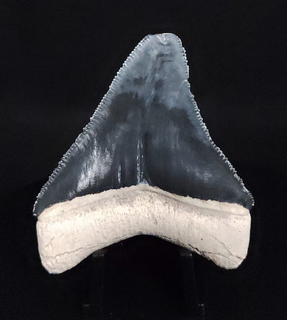 Authentic, 2.45" Fossil Megalodon Tooth - Bone Valley, Florida