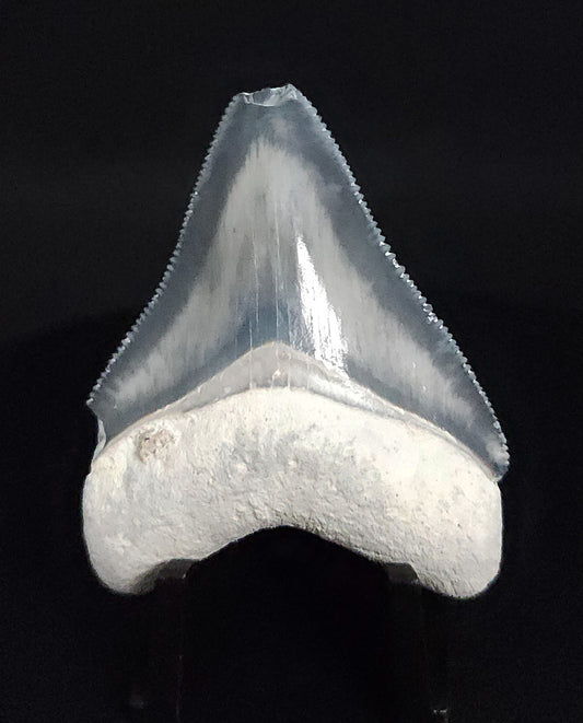 Authentic, 1.99" Fossil Megalodon Tooth - Bone Valley, Florida