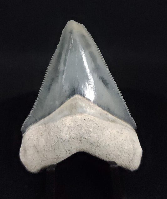 Authentic, 2.24" Fossil Megalodon Tooth - Bone Valley, Florida