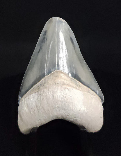 Authentic, 2.12" Fossil Megalodon Tooth - Bone Valley, Florida