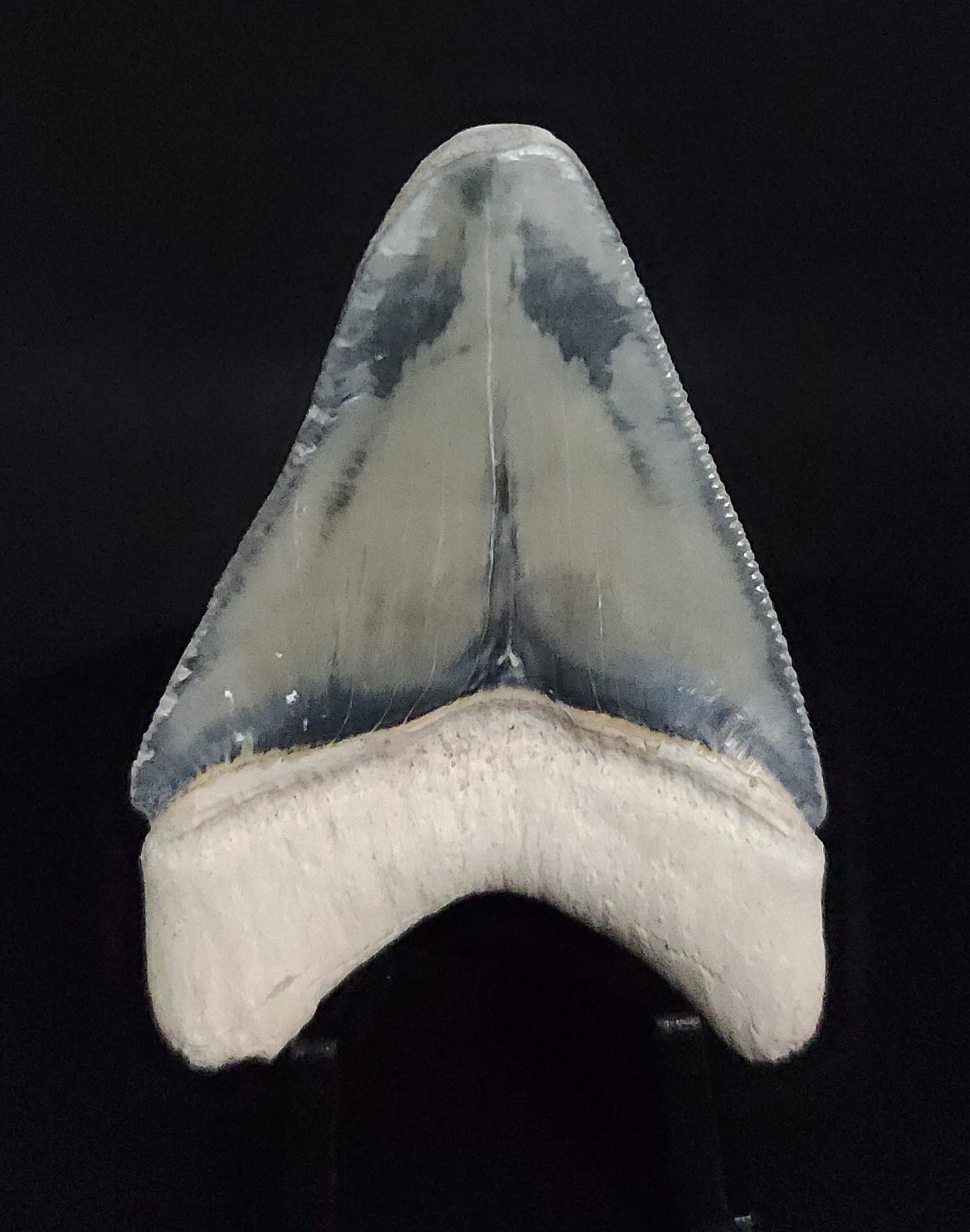 Authentic, 2.12" Fossil Megalodon Tooth - Bone Valley, Florida