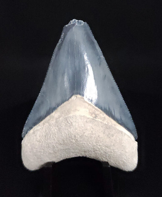 Authentic, 2.36" Fossil Megalodon Tooth - Bone Valley, Florida