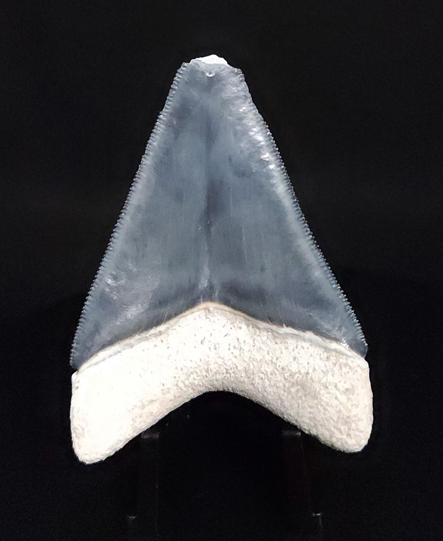 Authentic, 2.36" Fossil Megalodon Tooth - Bone Valley, Florida