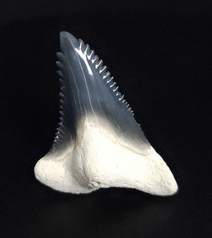 Gorgeous, 1.50" Fossil Hemipristis Tooth - Bone Valley, Florida