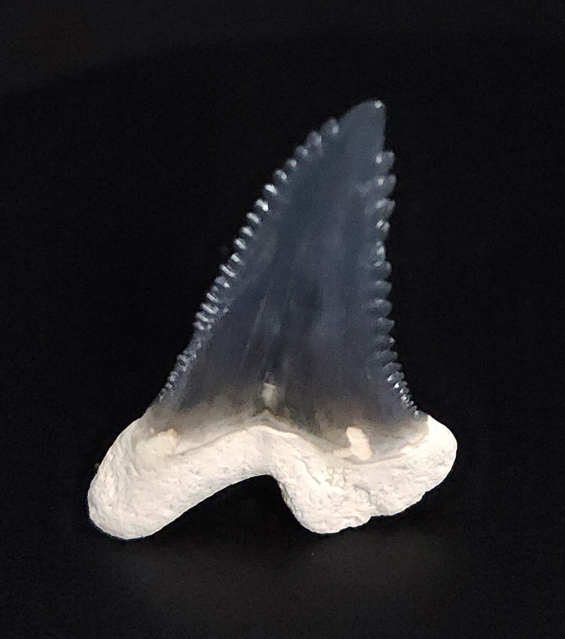 Gorgeous, 1.50" Fossil Hemipristis Tooth - Bone Valley, Florida